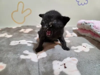 믹스묘 보호중 사진