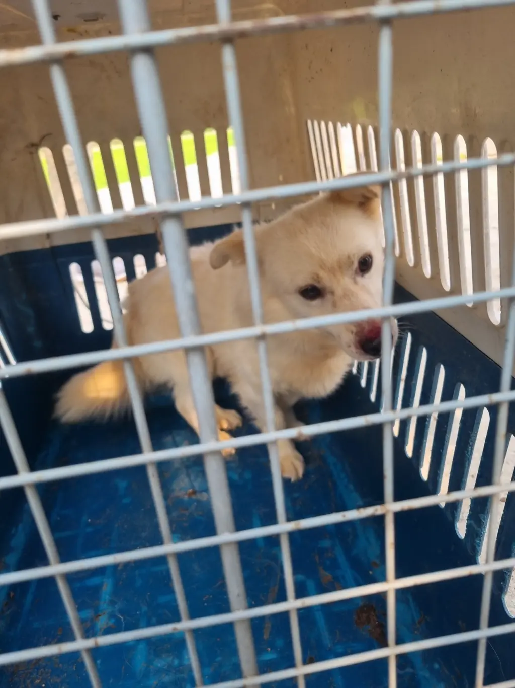 믹스견 보호중 사진