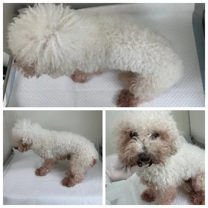 비숑 프리제 보호중 사진