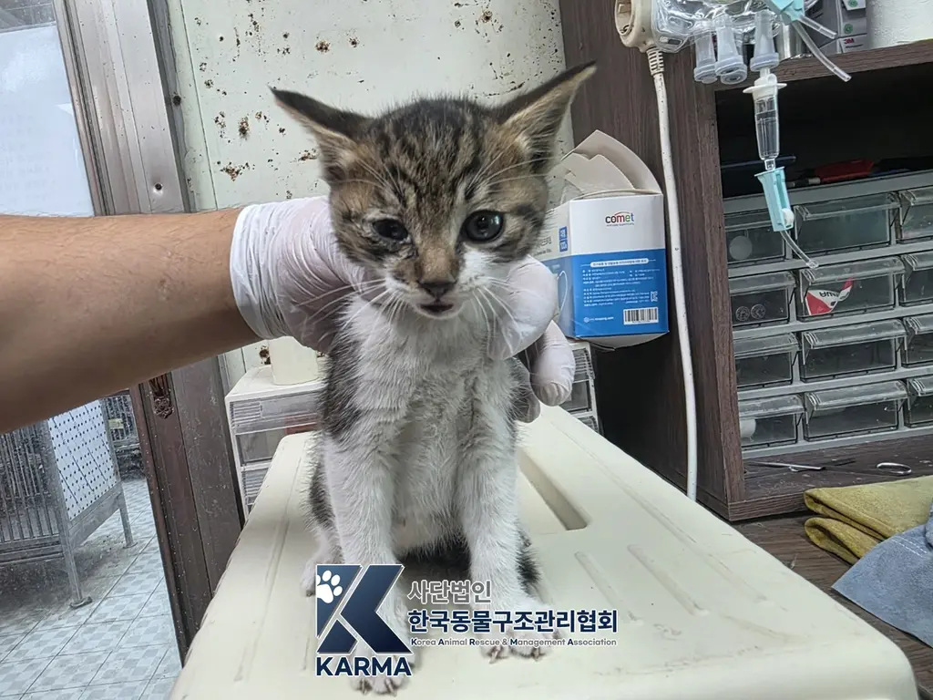 한국 고양이 보호중 사진