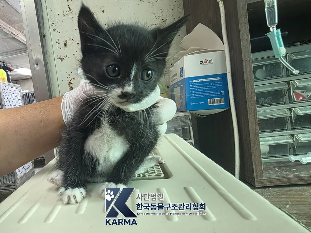 한국 고양이 보호중 사진