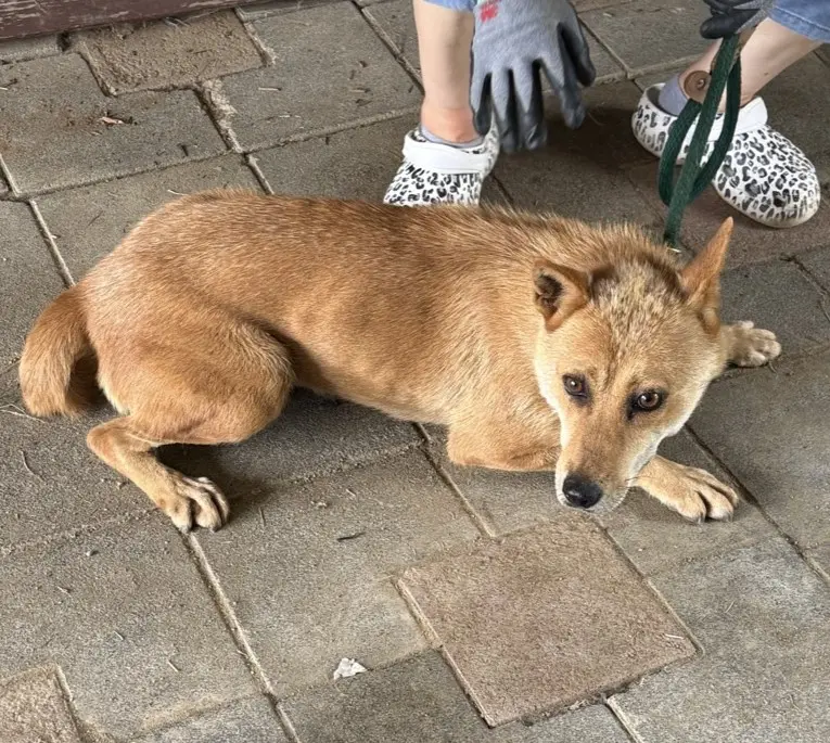 믹스견 보호중 사진