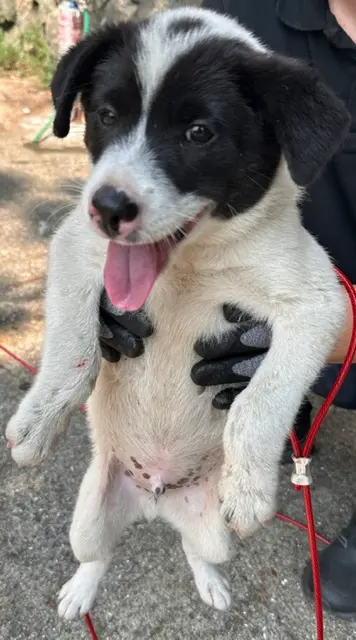 믹스견 보호중 사진