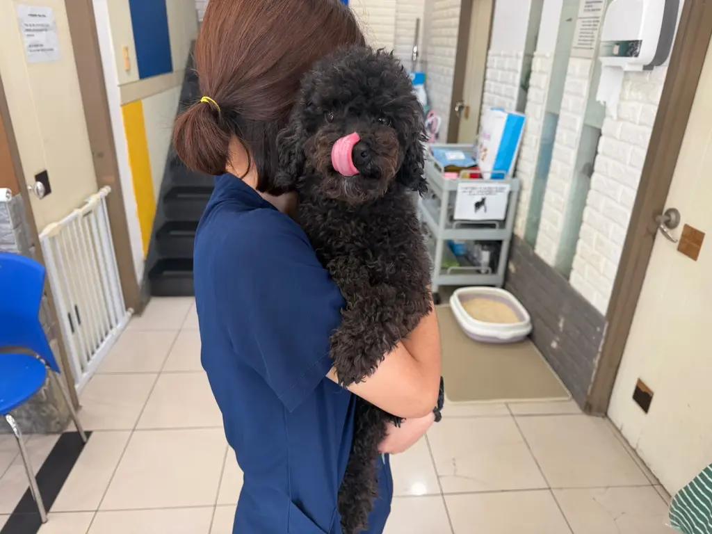 푸들 보호중 사진
