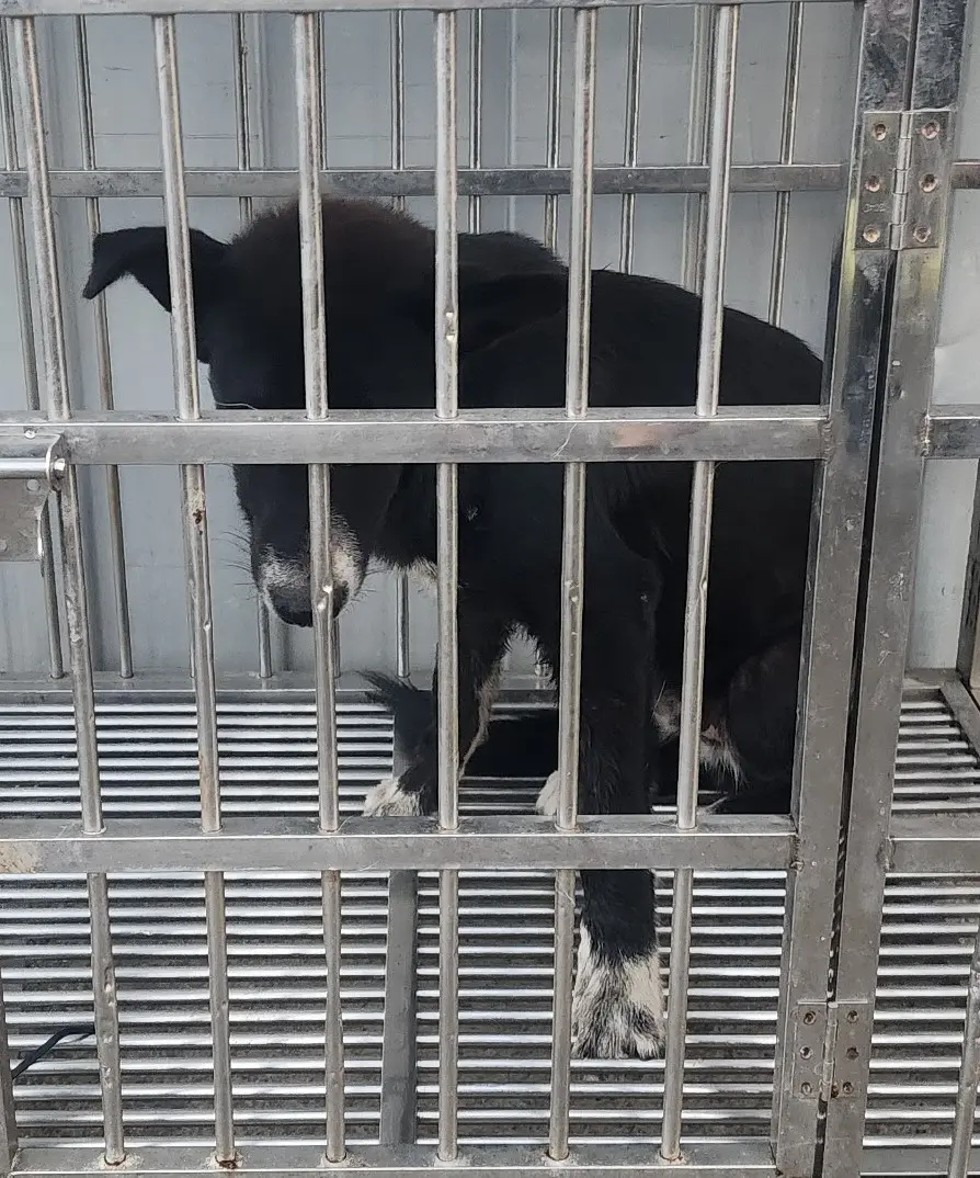 믹스견 보호중 사진