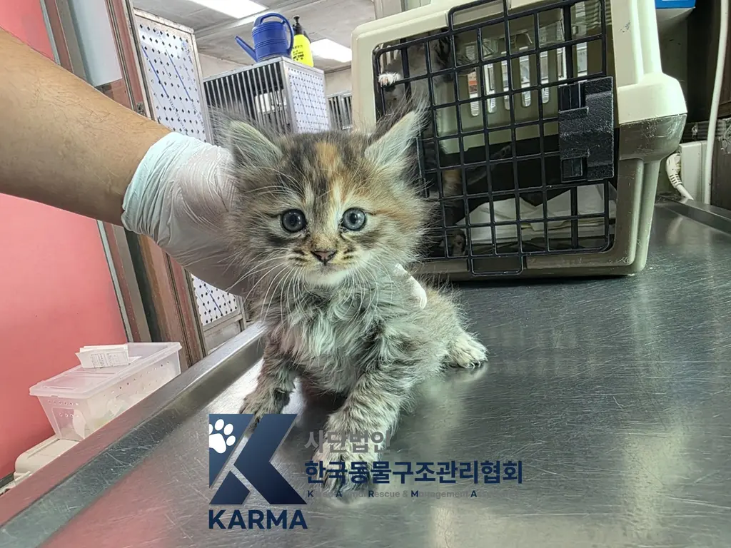 믹스묘 보호중 사진