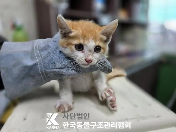 한국 고양이 보호중 사진