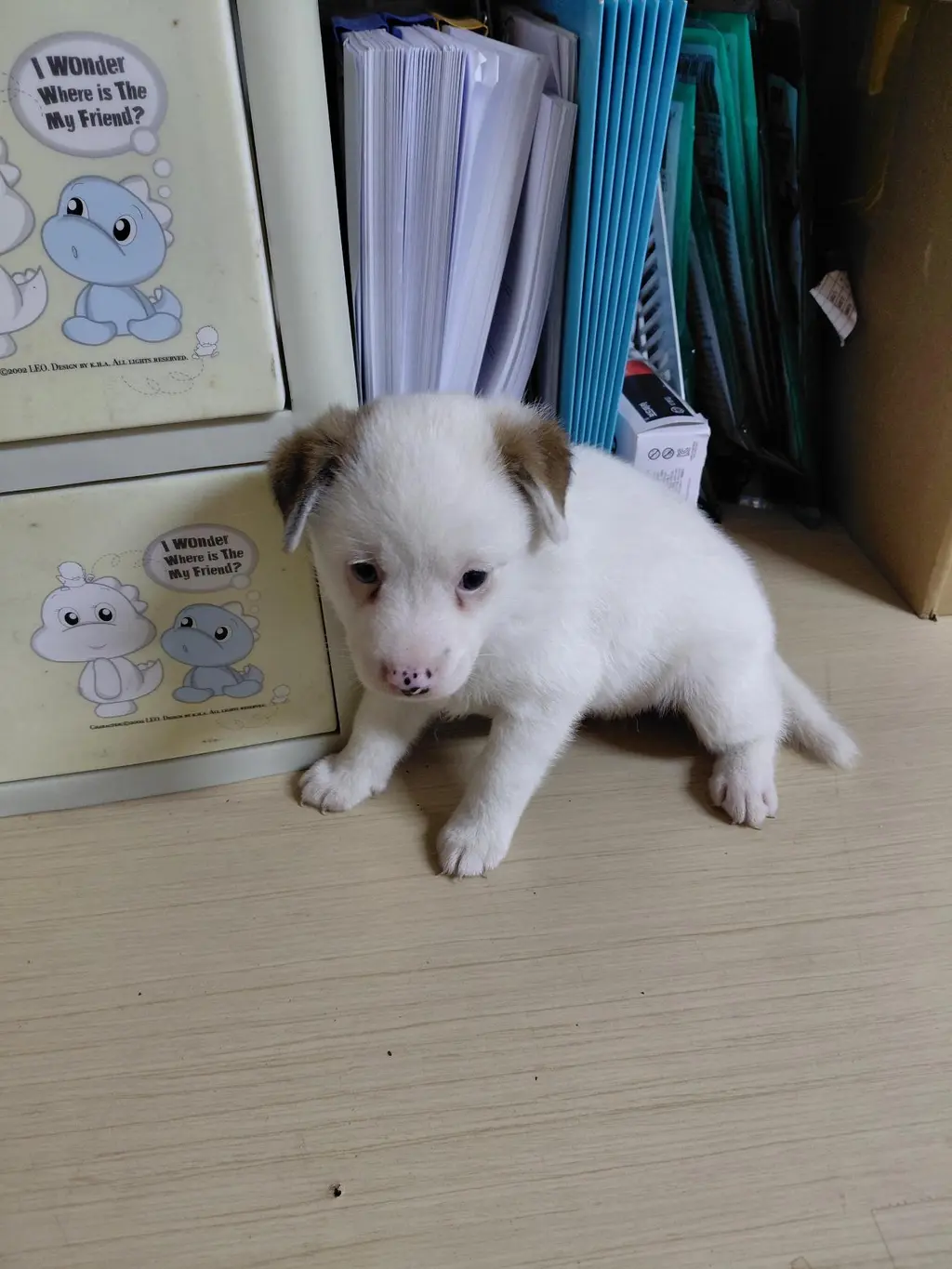 믹스견 보호중 사진