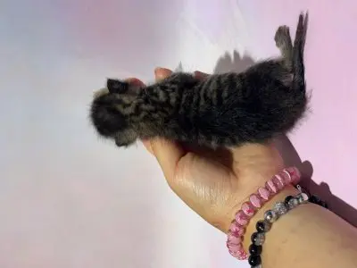 믹스묘 보호중 사진