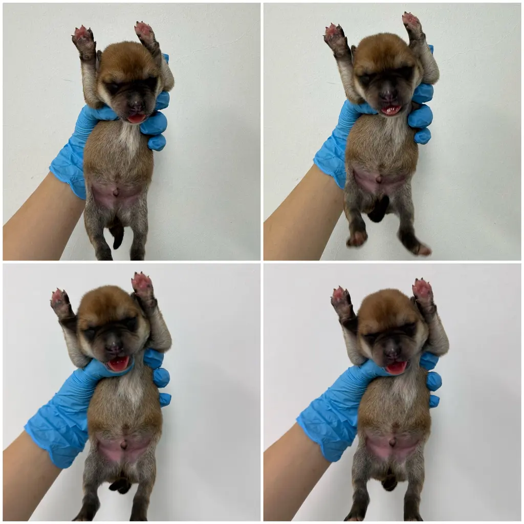 믹스견 보호중 사진