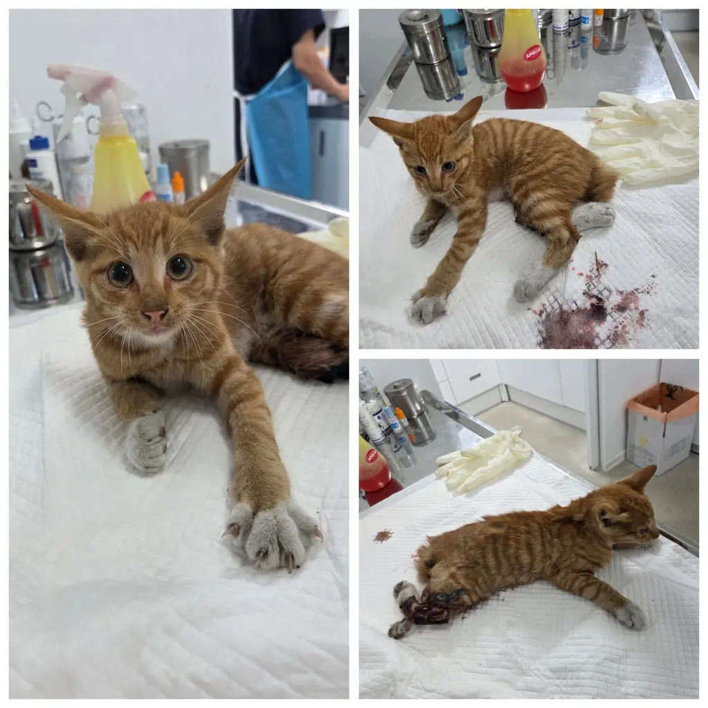 한국 고양이 보호중 사진