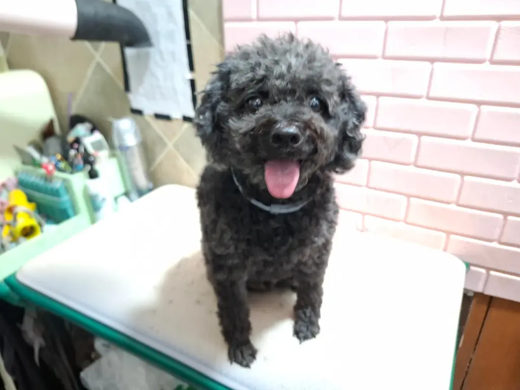 푸들 보호중 사진