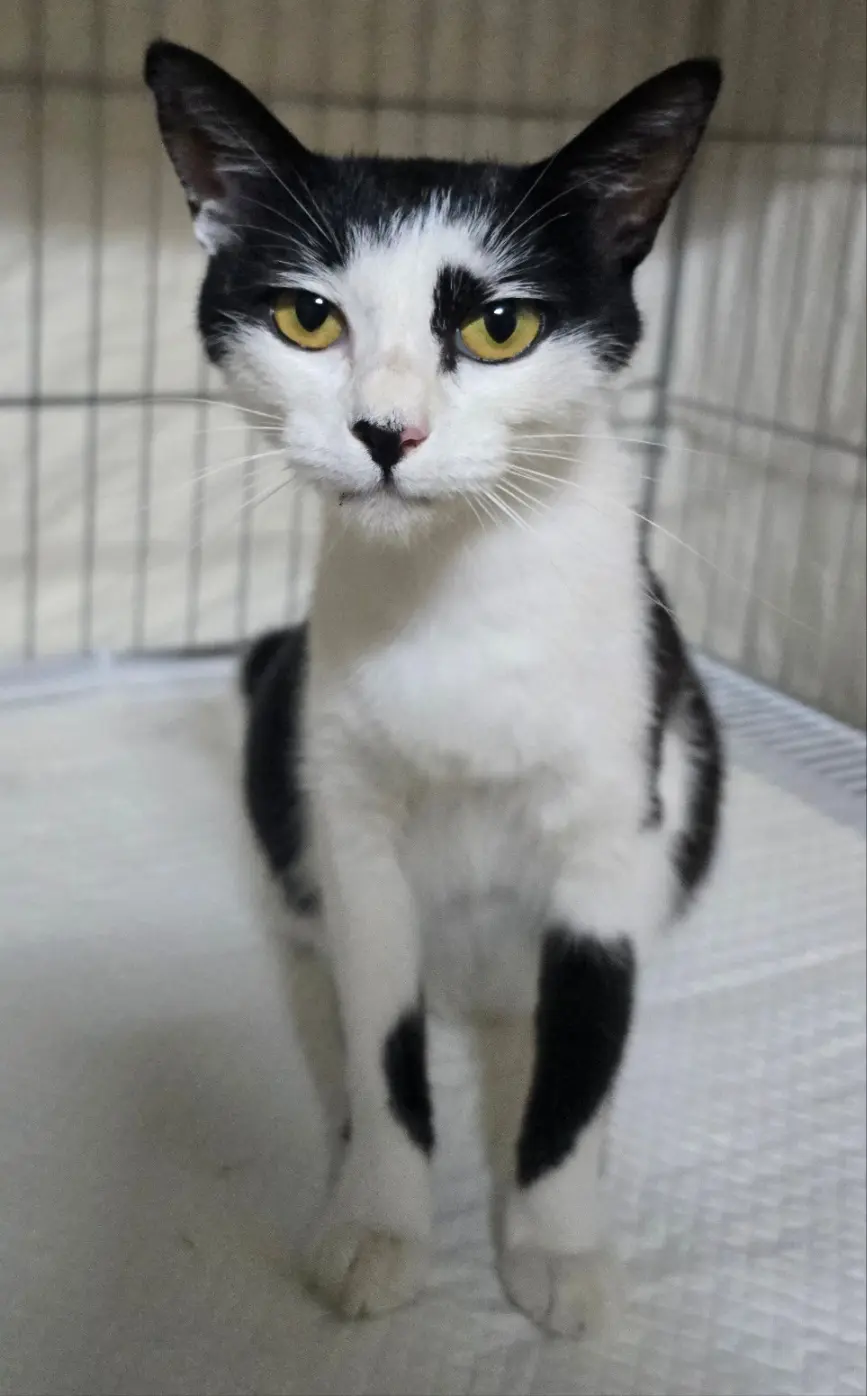 한국 고양이 보호중 사진