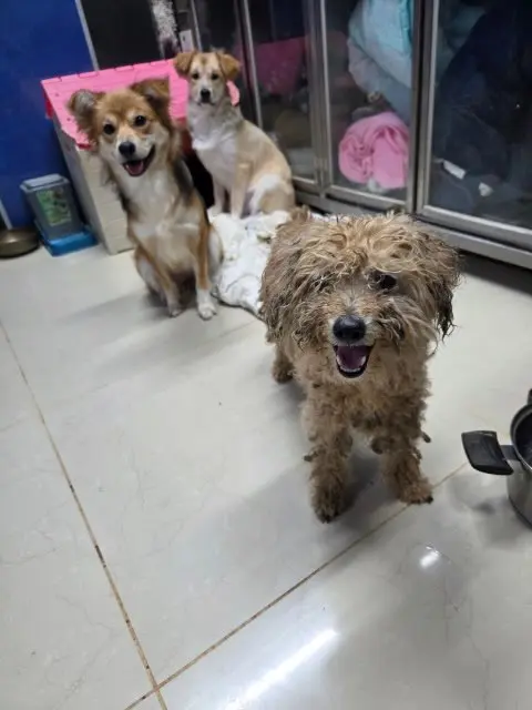 푸들 보호중 사진