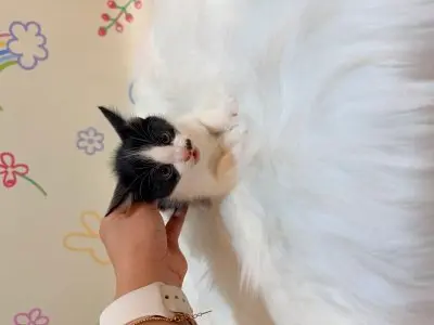 믹스묘 보호중 사진