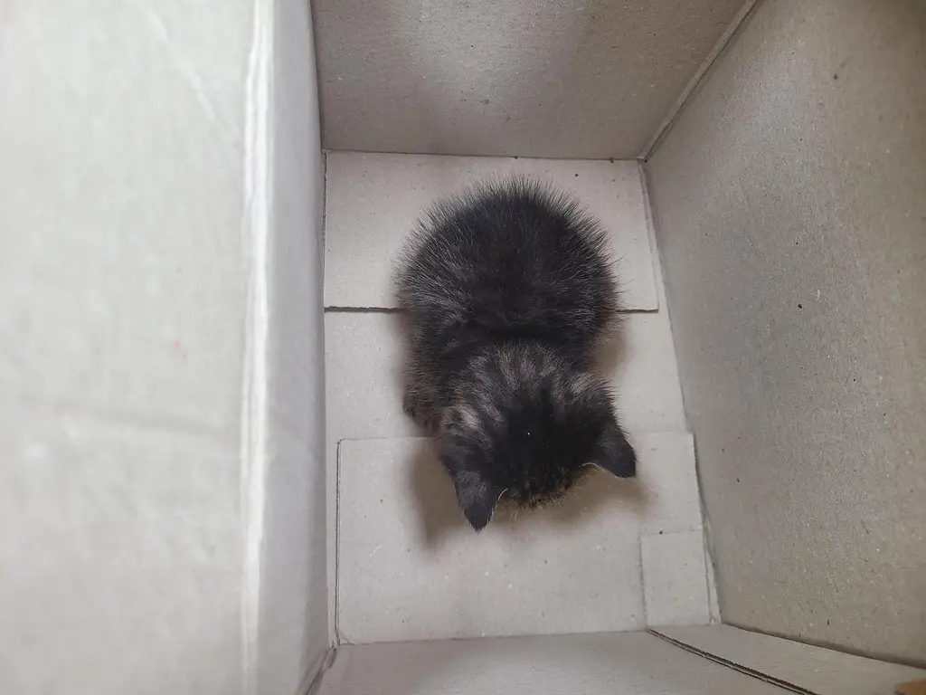 한국 고양이 보호중 사진