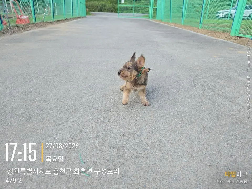 믹스견 보호중 사진