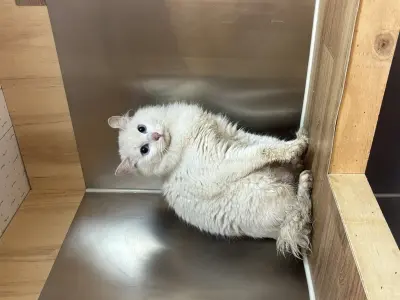 터키시 앙고라 보호중 사진