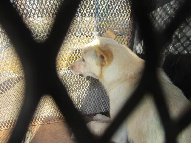 믹스견 보호중 사진