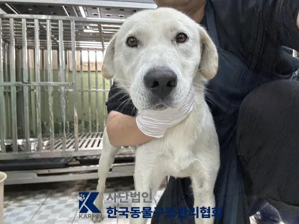 믹스견 보호중 사진