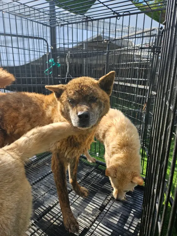 믹스견 보호중 사진