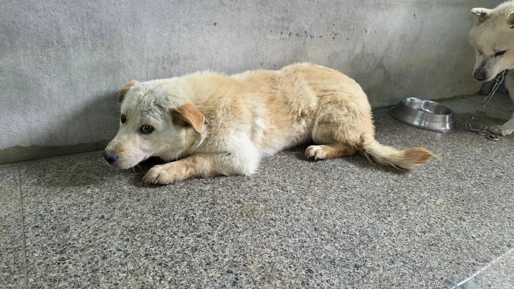 믹스견 보호중 사진