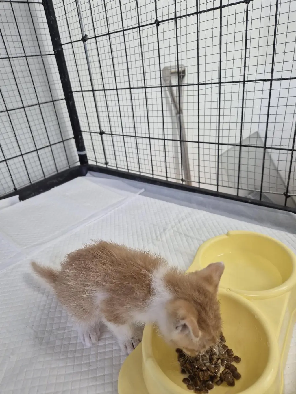 한국 고양이 보호중 사진
