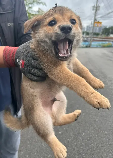 믹스견 보호중 사진