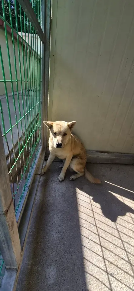 진도견 보호중 사진