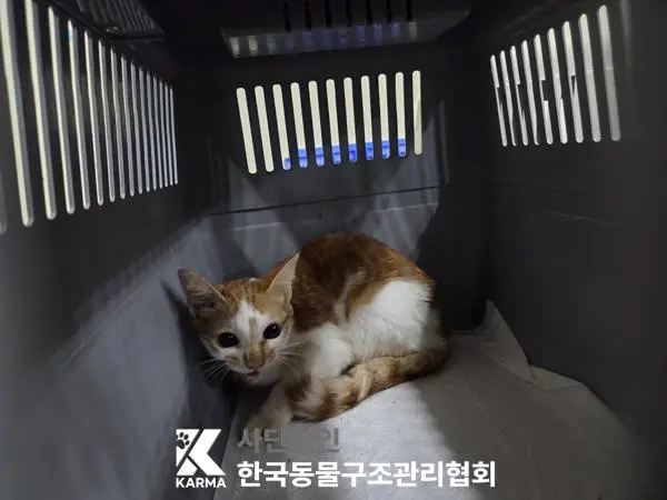 한국 고양이 보호중 사진