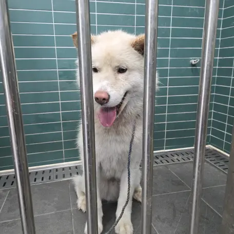 믹스견 보호중 사진