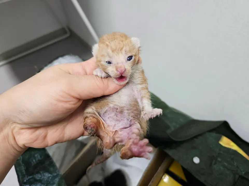 한국 고양이 보호중 사진