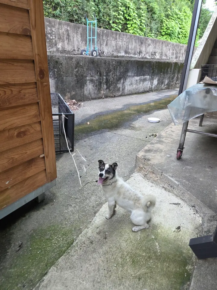 믹스견 보호중 사진