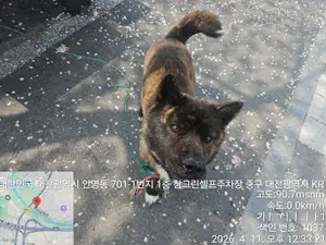 진도견 보호중 사진