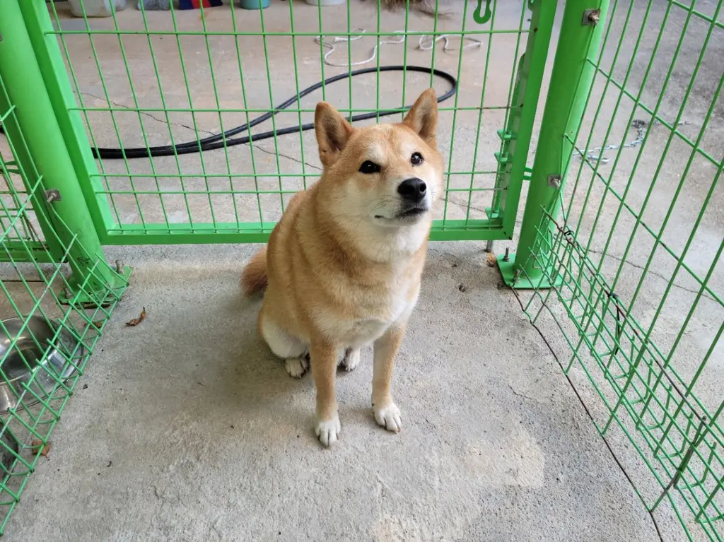 믹스견 보호중 사진