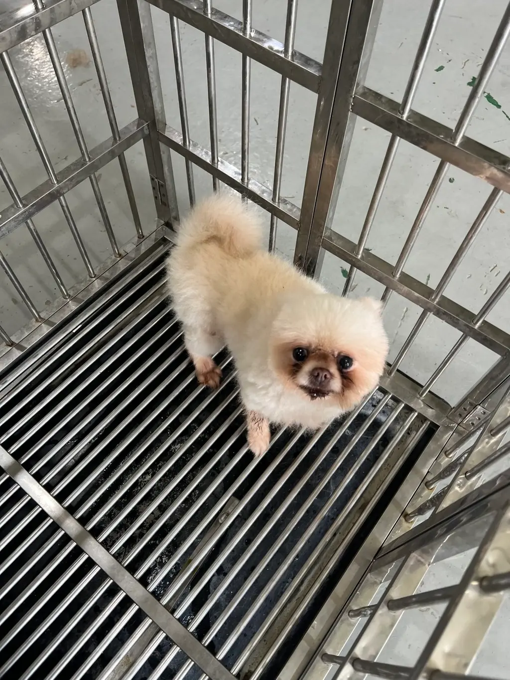 포메라니안 보호중 사진