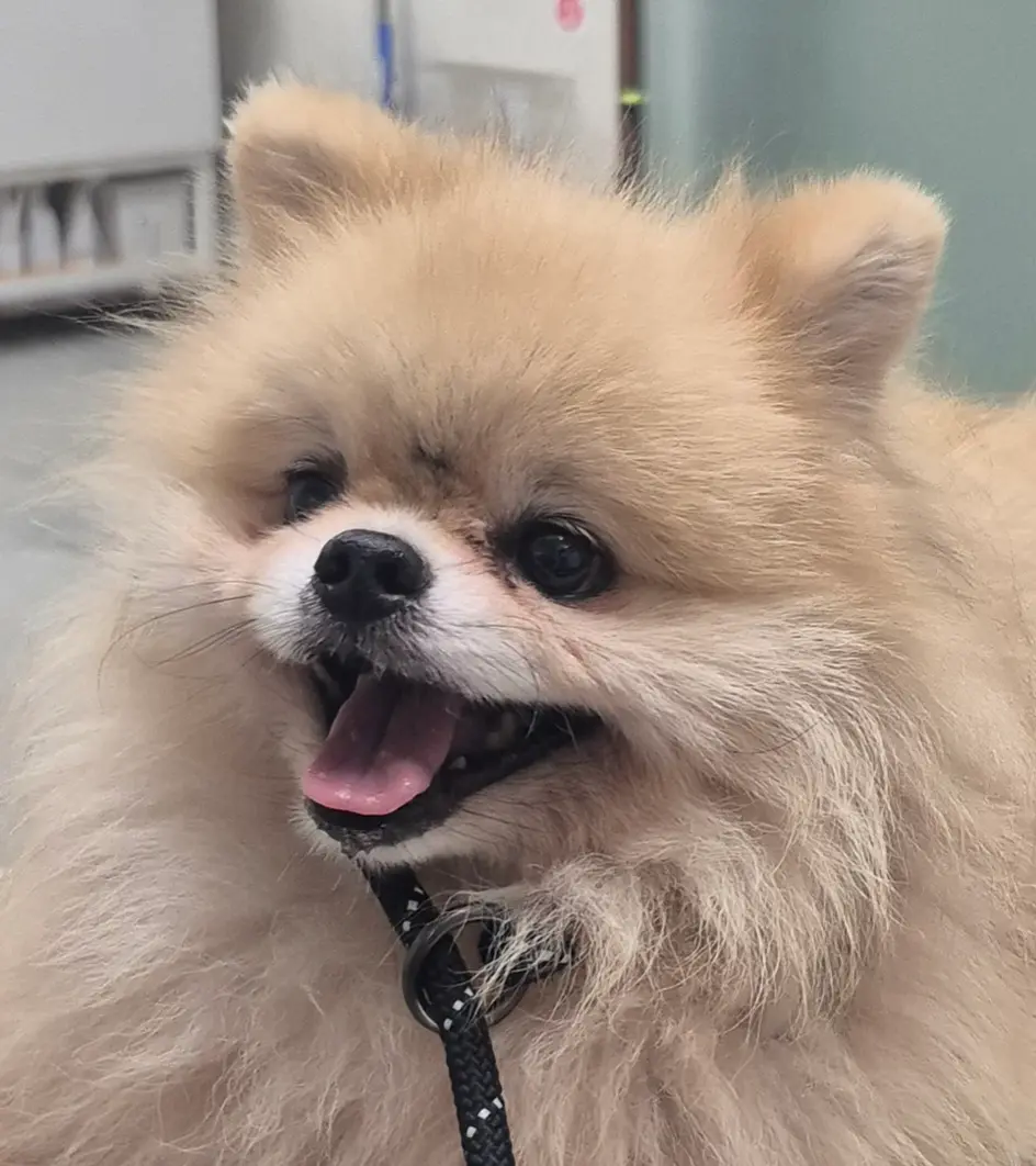포메라니안 보호중 사진
