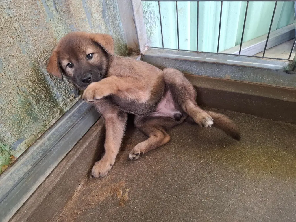 믹스견 보호중 사진