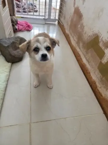 믹스견 보호중 사진