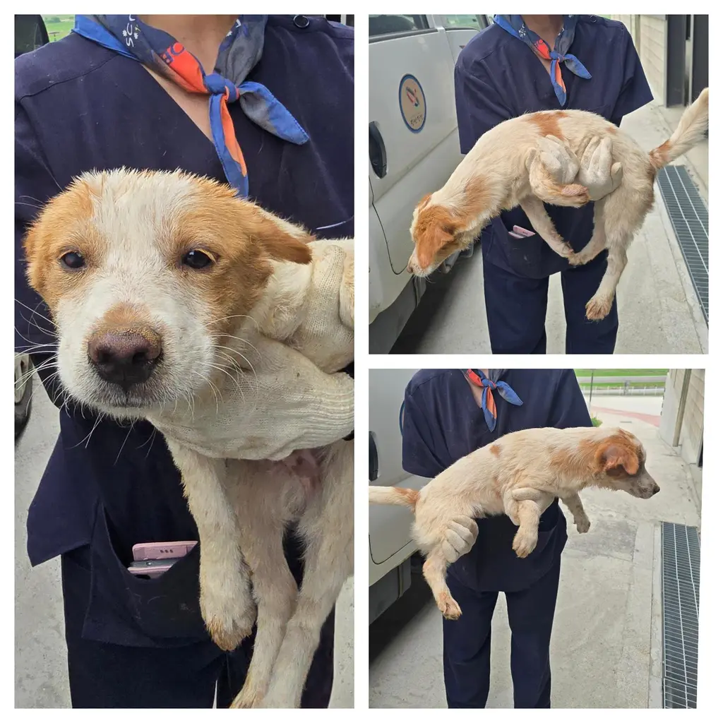 믹스견 보호중 사진