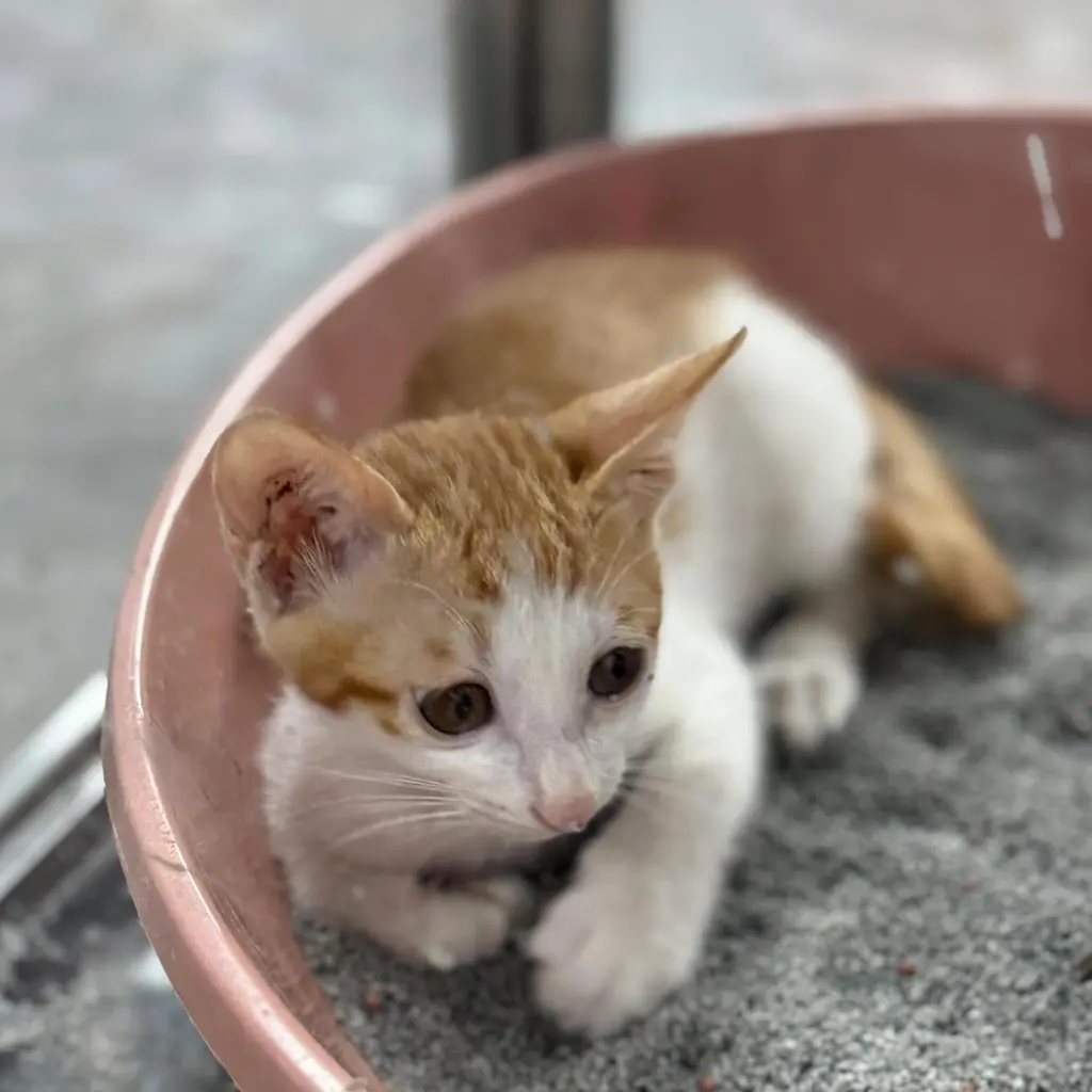 한국 고양이 보호중 사진
