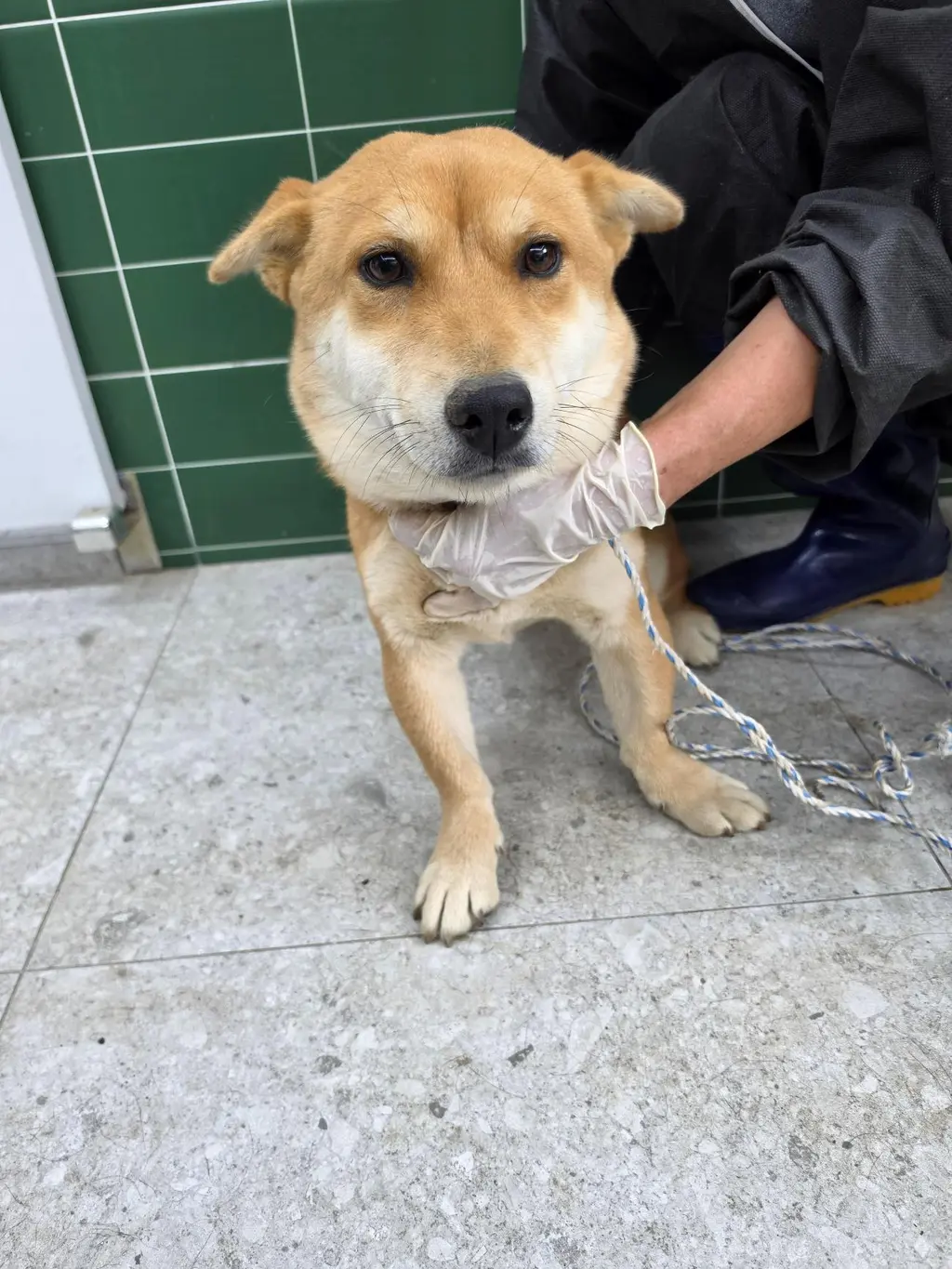 믹스견 보호중 사진
