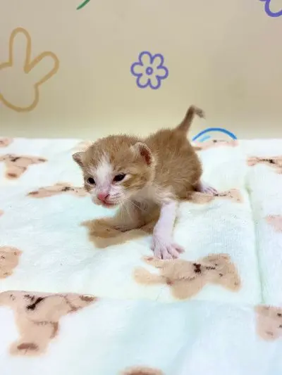 믹스묘 보호중 사진