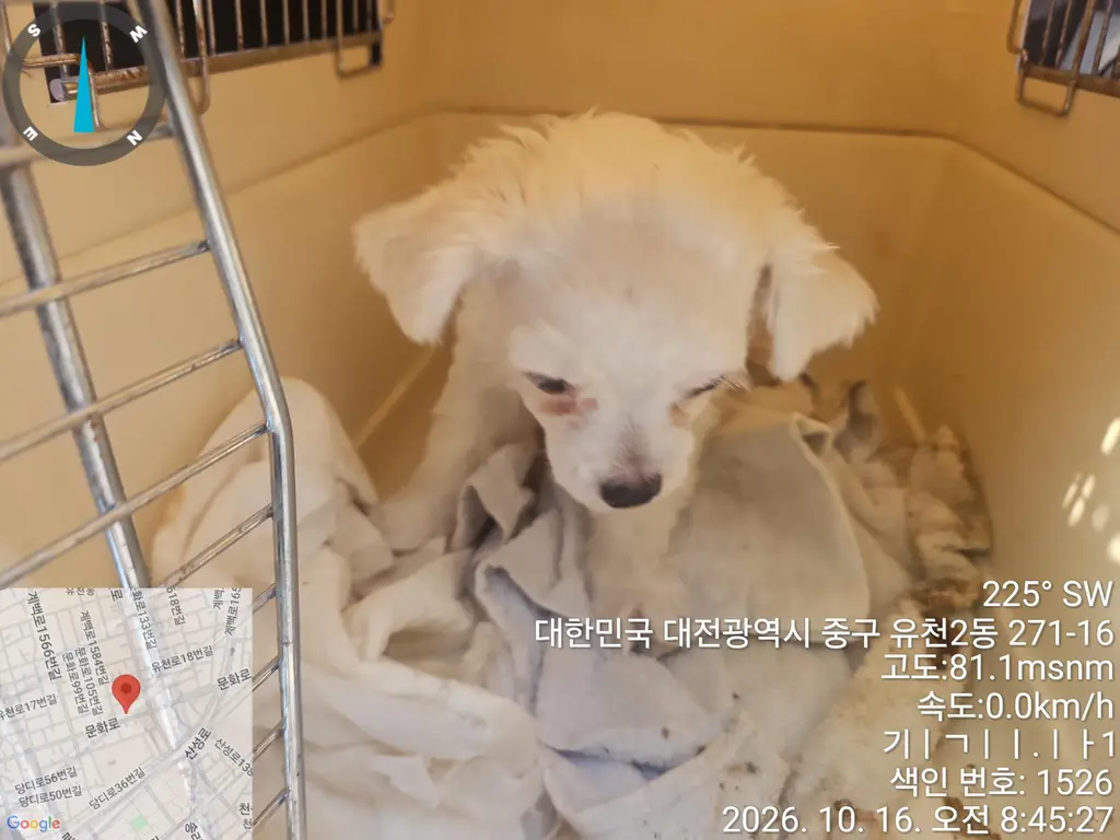 믹스견 보호중 사진