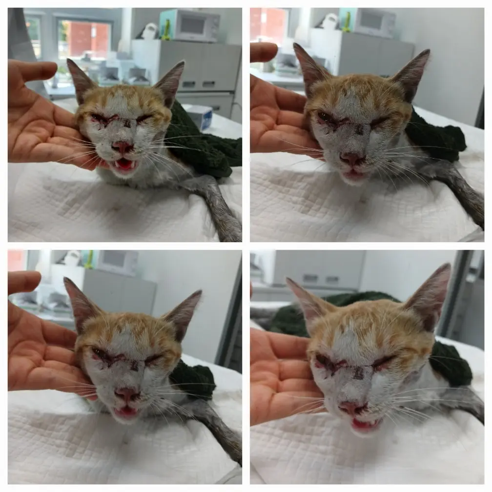 한국 고양이 보호중 사진