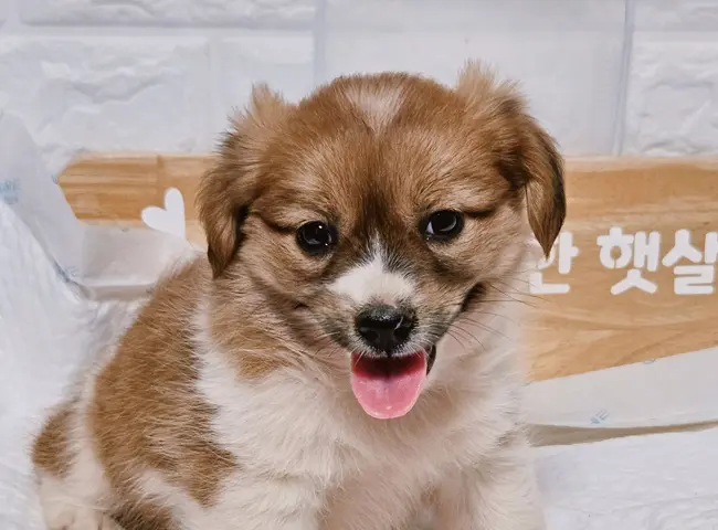 믹스견 보호중 사진