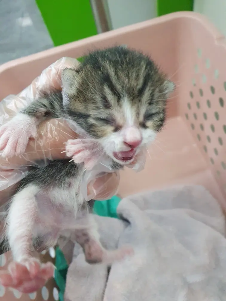 한국 고양이 보호중 사진