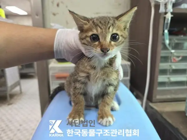 한국 고양이 보호중 사진