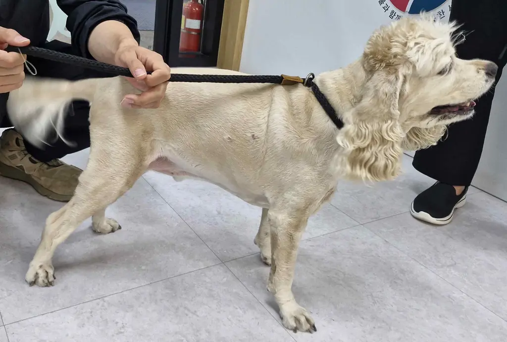 코카 스파니엘 보호중 사진