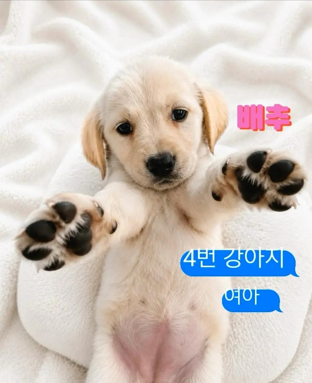 라브라도 리트리버 보호중 사진